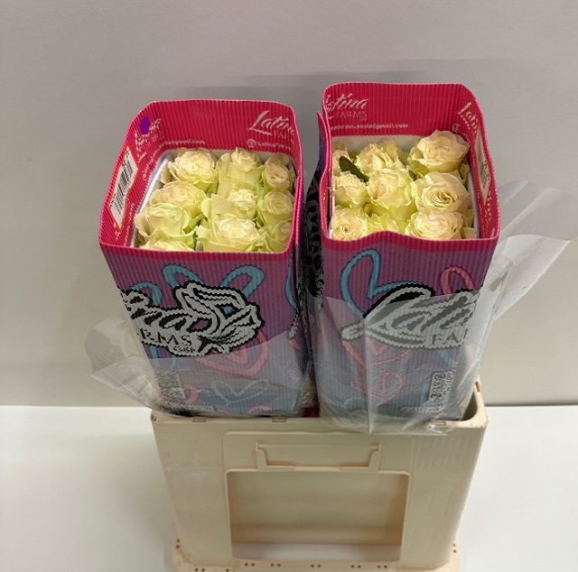 Rosa ec mondial LT.jpg